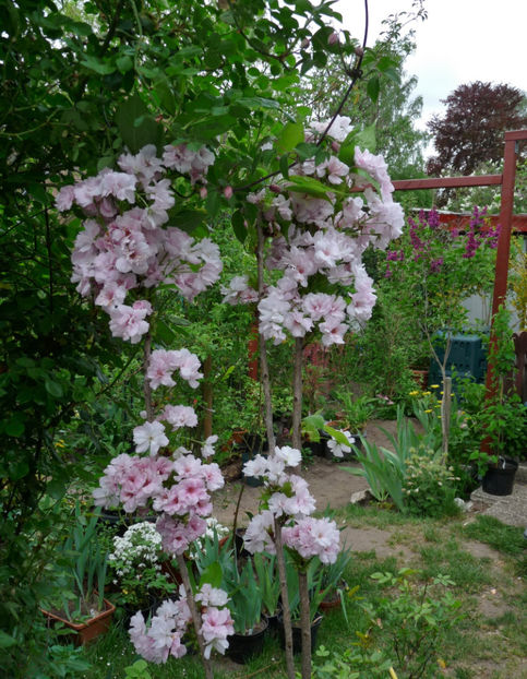  - 2019 - 01 - Primavara