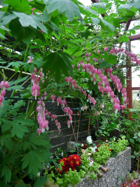  - 2019 - 01 - Primavara