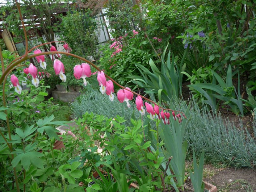  - 2019 - 01 - Primavara