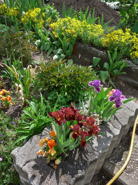  - 2019 - 01 - Primavara