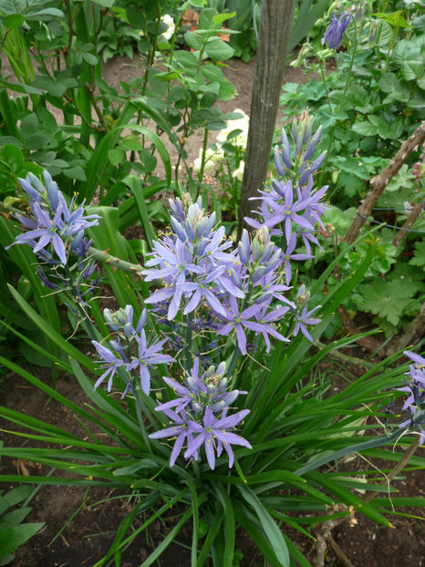  - 2019 - 01 - Primavara