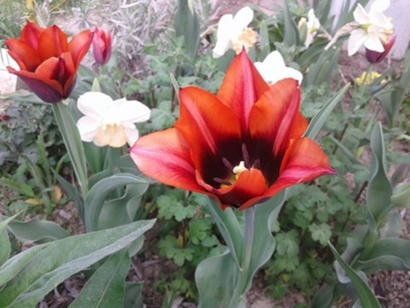  - plante de primavara