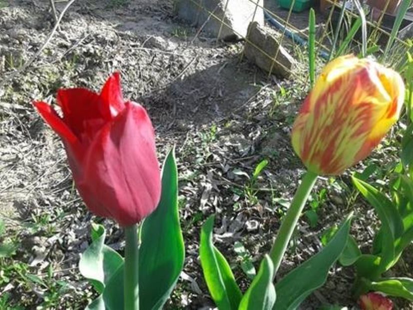  - plante de primavara