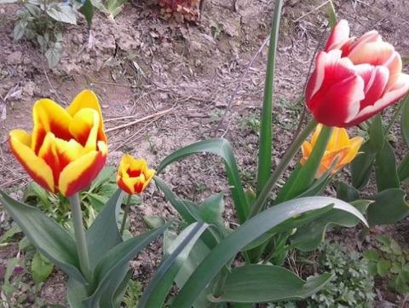  - plante de primavara