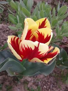  - plante de primavara