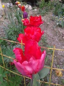 lalele cioc de papagal - plante de primavara