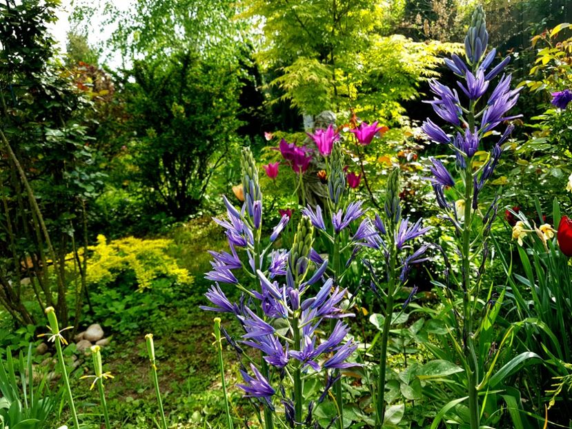 Camassia Leichtlinii - 2019 Aprilie