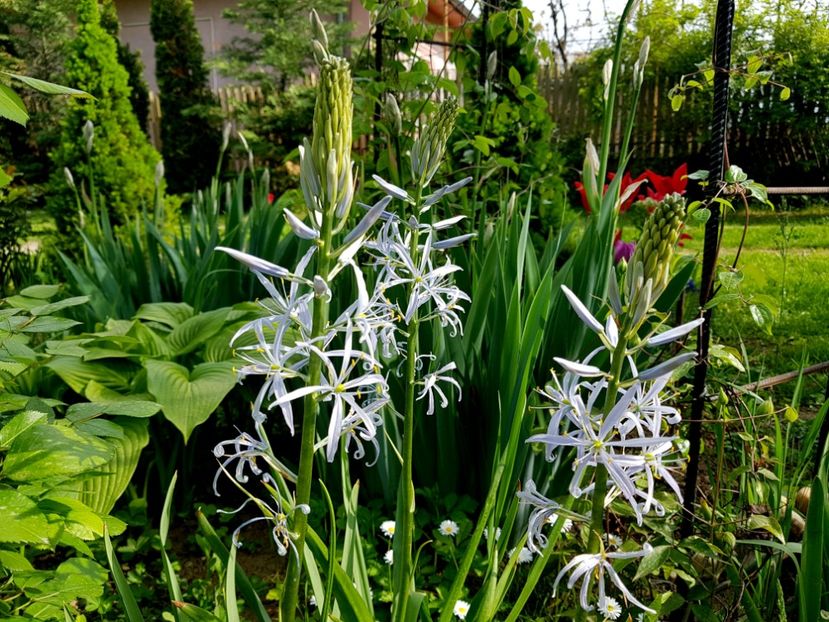 Camassia Caeruleea - 2019 Aprilie