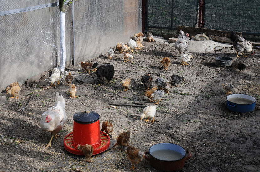  - 01 Pui 2019 tura 1