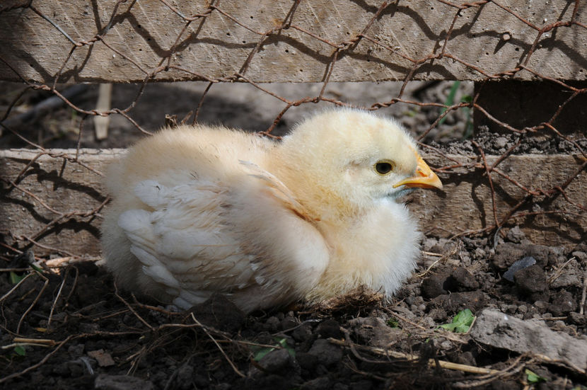  - 02 Pui 2019 tura a 2-a