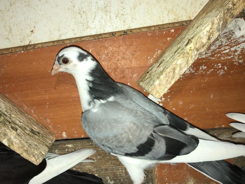 6854  femelă  2019 - Plecați ALBUM 2