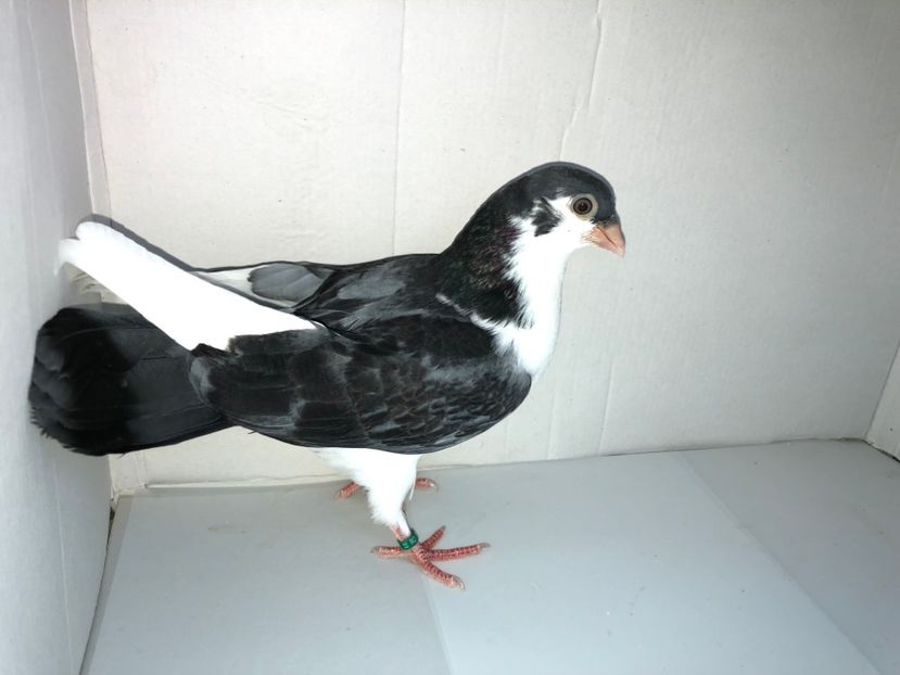 6852  mascul  2019 - Plecați ALBUM 2