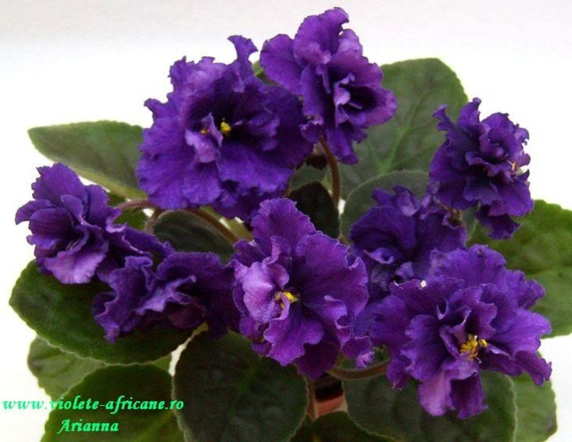 Lyons Plum Pudding - VIOLETE AFRICANE