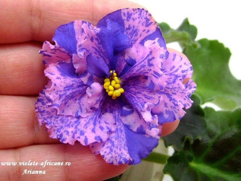 Le- Pisanka - VIOLETE AFRICANE