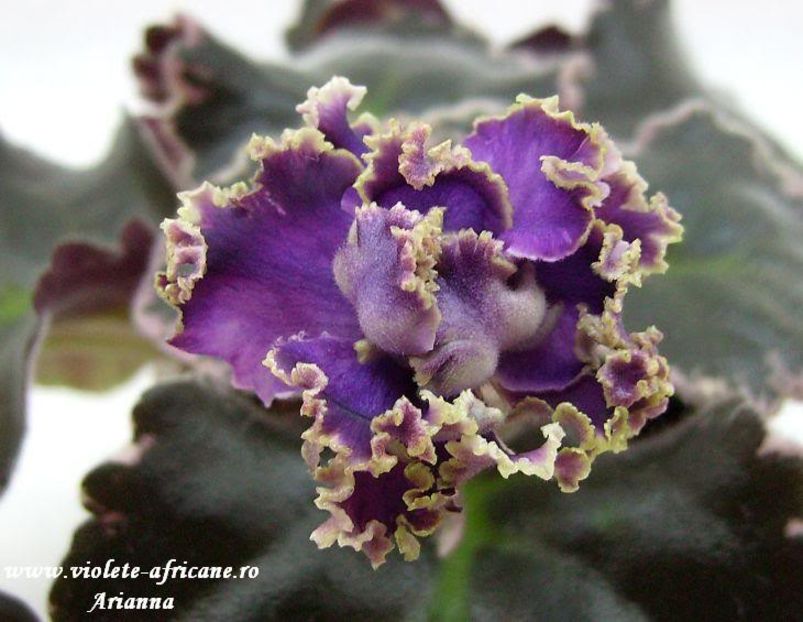 LE-Parijskie Tainy - VIOLETE AFRICANE