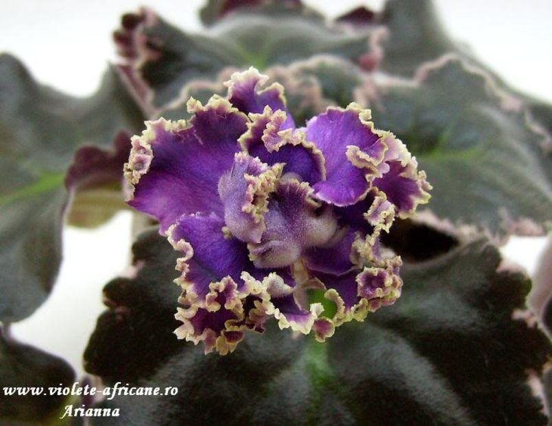 LE-Parijskie Tainy - VIOLETE AFRICANE
