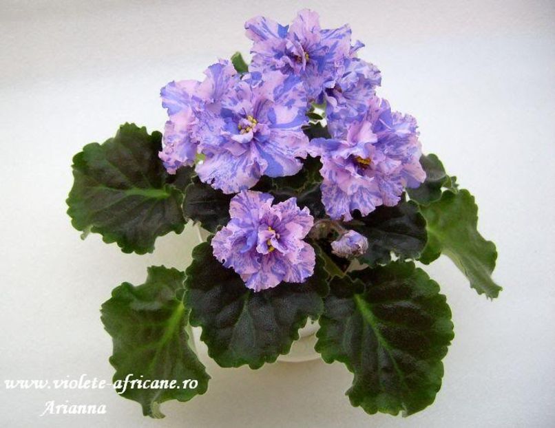 LE-Pisanka - VIOLETE AFRICANE