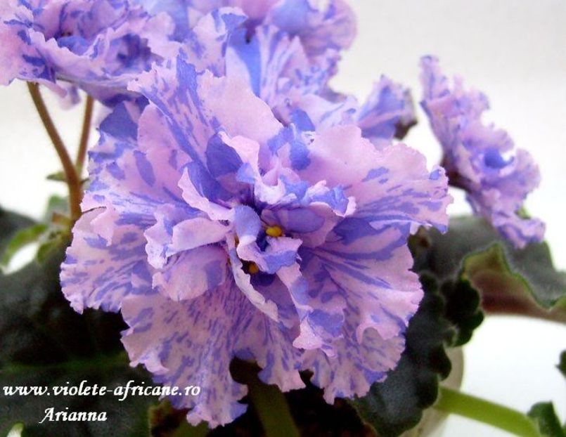 LE-Pisanka - VIOLETE AFRICANE