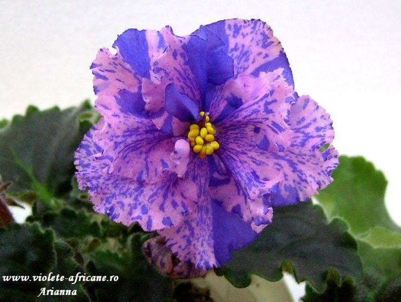 Le-Pisanka - VIOLETE AFRICANE