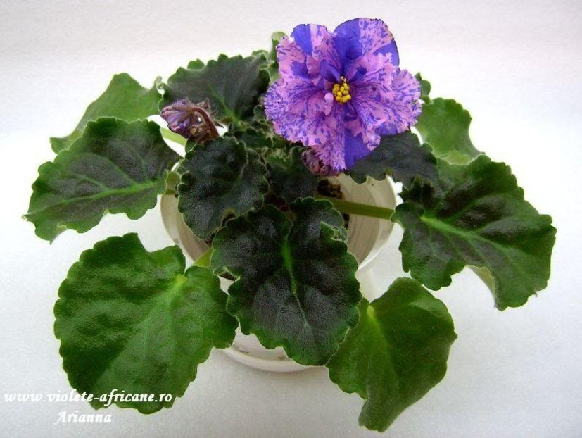 Le-Pisanka - VIOLETE AFRICANE