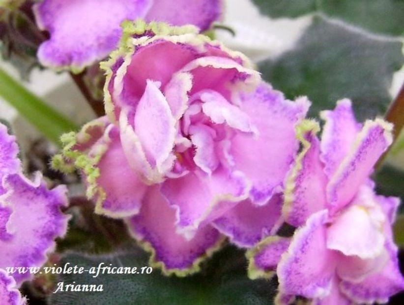 Le-Samara - VIOLETE AFRICANE