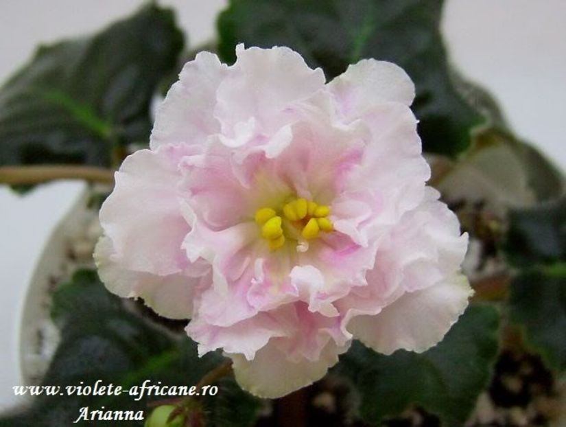 LE-Sashenika - VIOLETE AFRICANE