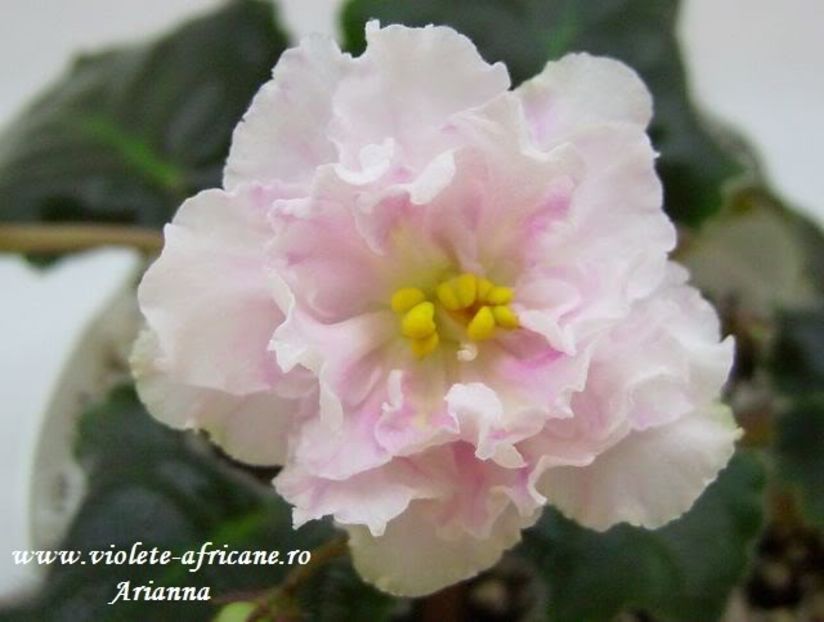 LE-Sashenika - VIOLETE AFRICANE