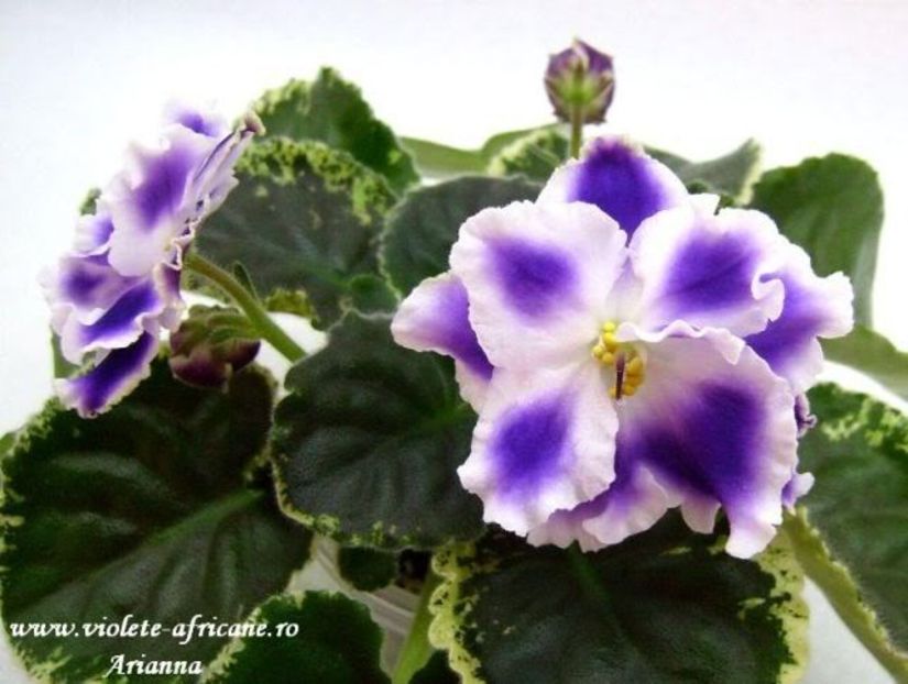 Letnie Sumerki - VIOLETE AFRICANE