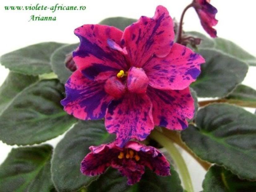 Live Wire - VIOLETE AFRICANE