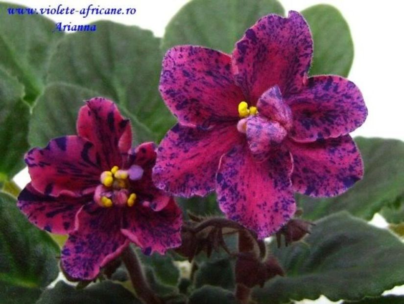 Live Wire - VIOLETE AFRICANE