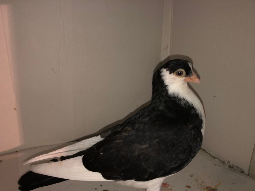 6857  mascul  2019_3 - tineret 2019