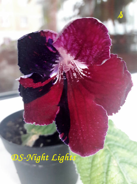 DS-Night Lights(30-04-2019) - Streptocarpusi 2019