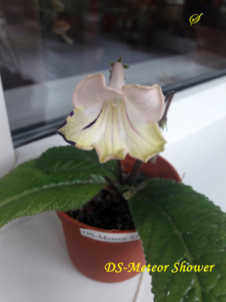 DS-Meteor Shower(30-04-2019) - Streptocarpusi 2019