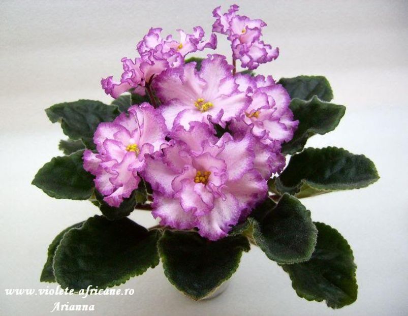 Yan-Menuet - VIOLETE AFRICANE