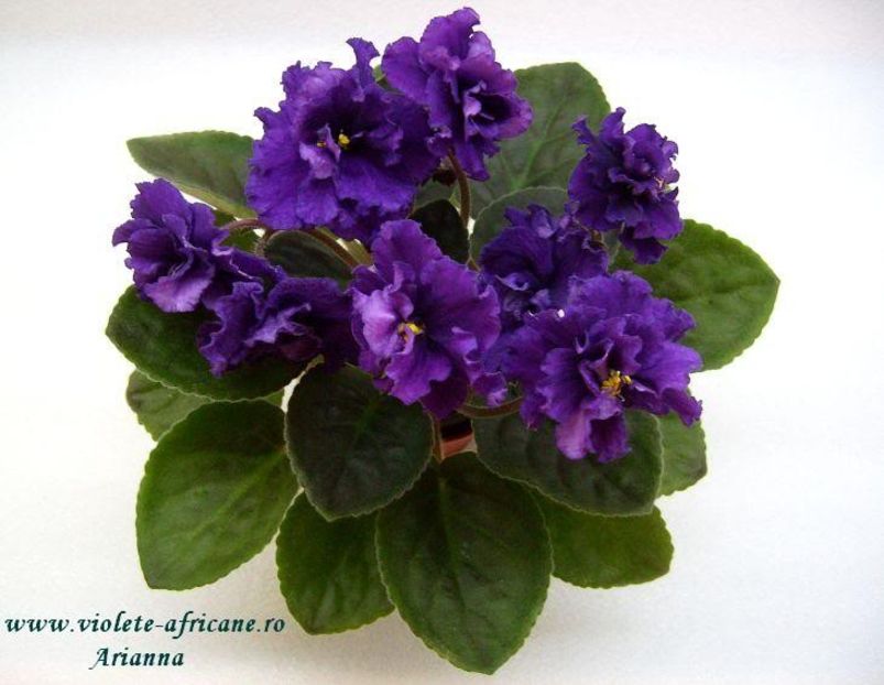 Lyons Plum Pudding - VIOLETE AFRICANE