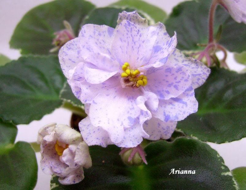 Ma_s Country Girl - VIOLETE AFRICANE