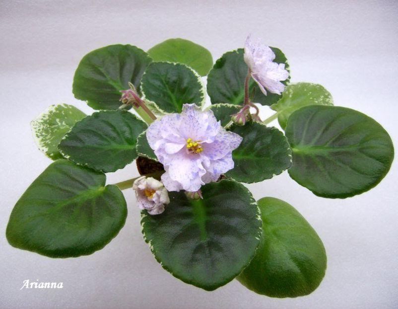 Ma_sCountry Girl - VIOLETE AFRICANE