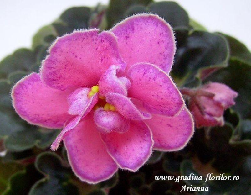 Mas Melody Girl - VIOLETE AFRICANE