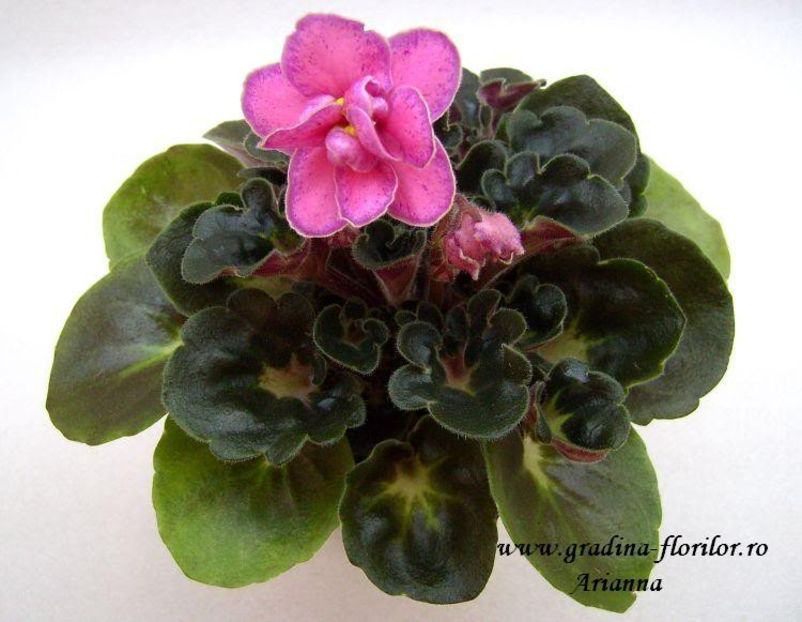 Mas Melody Girl - VIOLETE AFRICANE