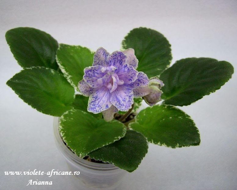 Mas Taffi Swirl - VIOLETE AFRICANE