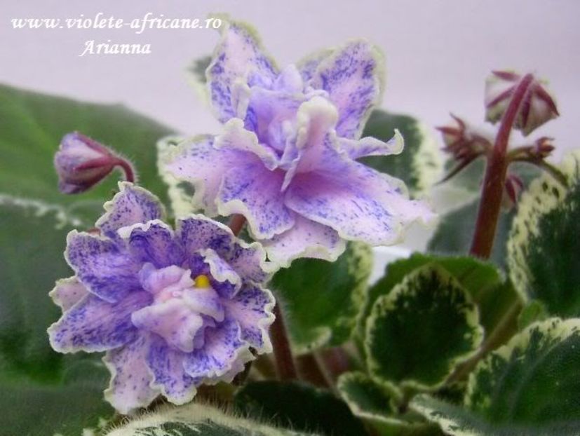 Mas Taffi Swirl - VIOLETE AFRICANE