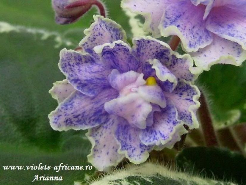 Mas Taffi Swirl - VIOLETE AFRICANE