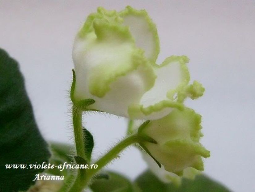 Parnikovii Effekt - VIOLETE AFRICANE