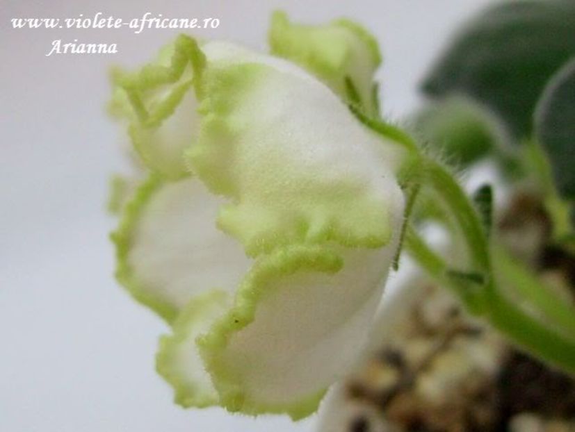 Parnikovii Effekt - VIOLETE AFRICANE