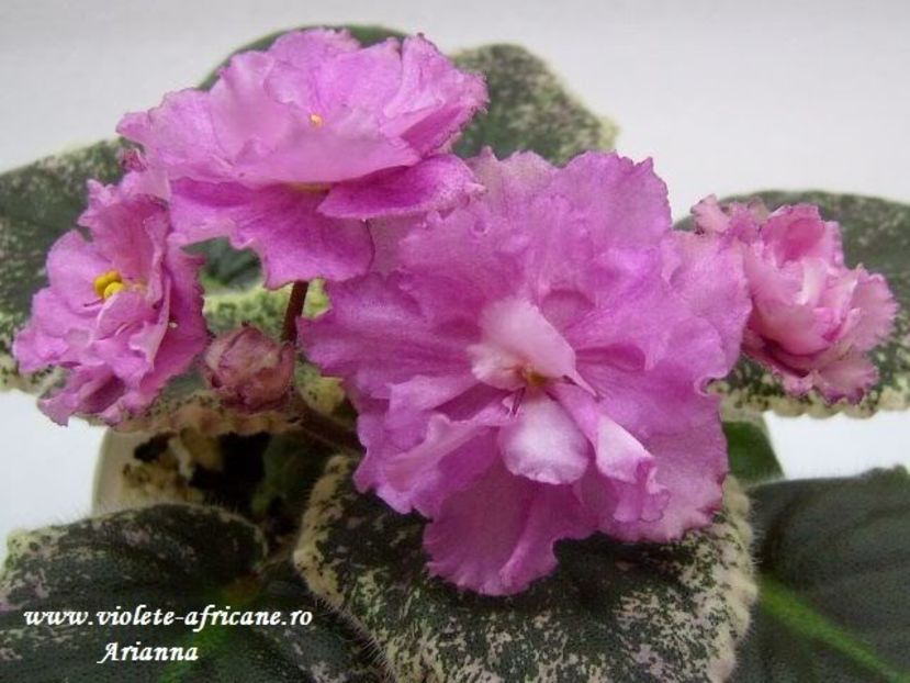 Rebels Rose Bud - VIOLETE AFRICANE