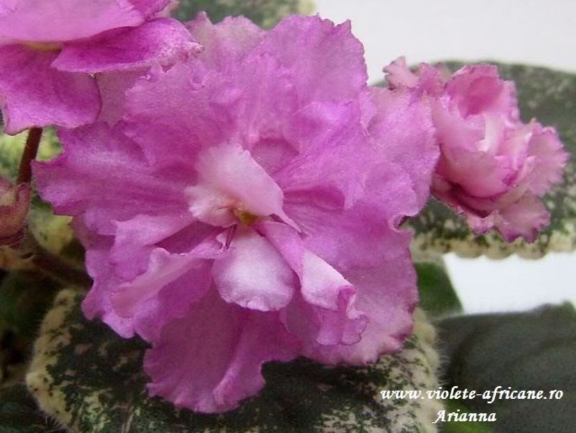 Rebels Rose Bud - VIOLETE AFRICANE