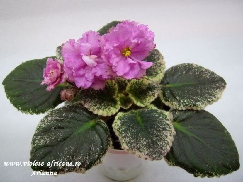 Rebels Rose Bud - VIOLETE AFRICANE