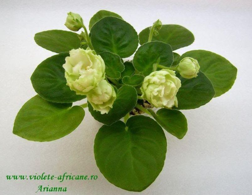 Reflections of Spring - VIOLETE AFRICANE