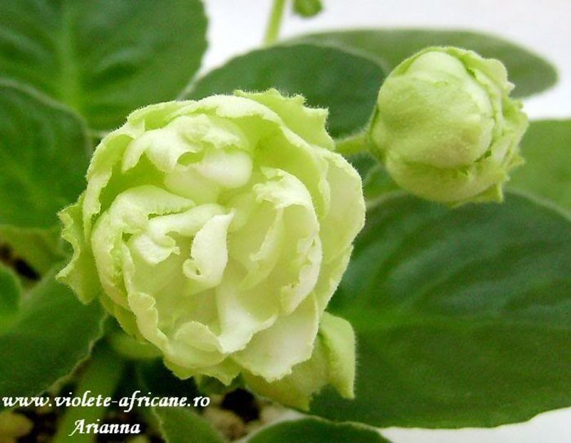 Reflections of Spring - VIOLETE AFRICANE