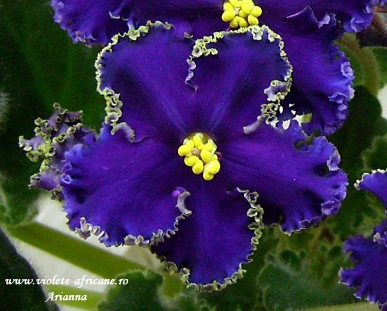 Reigning Beauty - VIOLETE AFRICANE